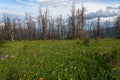 Flowers meadow mountains dry trees