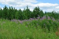 Flowers on the meadow and pine forest, summer nature landscape background Royalty Free Stock Photo