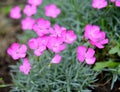 Flowers of meadow pink Dianthus deltoides L Royalty Free Stock Photo