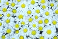 Flowers meadow plants daisies in a group Royalty Free Stock Photo
