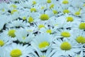 Flowers meadow plants daisies in a group