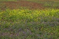 Flowers in a meadow.