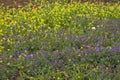 Flowers in a meadow.