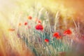 Flowers in meadow - poppy flowers