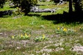 Flowers in the meadows in Yellowstone National park Royalty Free Stock Photo