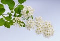 Flowers of meadowsweet