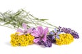 Flowers of medicinal plants Royalty Free Stock Photo