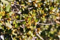 Flowers of Mediterranean buckthorn tree