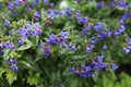 Flowers of the medunica. Pulmonaria officinalis.