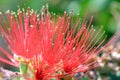 Flowers of Melaleuca citrina or Callistemon citrinus, ornamental shrub native to Australia Royalty Free Stock Photo