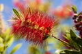 Flowers of Melaleuca viminalis, weeping bottlebrush Royalty Free Stock Photo