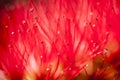 Flowers of Melaleuca viminalis, weeping bottlebrush