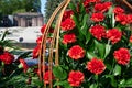 Flowers on the memorial to fallen soldiers, red carnations on black marble