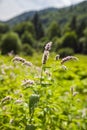 Flowers of mentha piperita Royalty Free Stock Photo