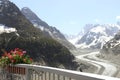 Flowers at Mer de Glace glacier, France Royalty Free Stock Photo