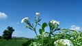 Flowers microphotography white and hills trees green farms and blue sky