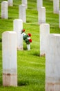 Flowers in a military graveyard Royalty Free Stock Photo
