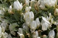 Flowers of the milkvetch Astragalus angustifolius