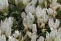 Flowers of the milkvetch Astragalus angustifolius