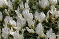 Flowers of the milkvetch Astragalus angustifolius