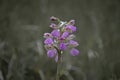 Flowers of Milky Orchid (Orchis lactea) Royalty Free Stock Photo