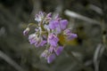 Flowers of Milky Orchid (Orchis lactea) Royalty Free Stock Photo