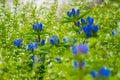 The flowers in Millenium park , Chicago , Illinois , United States of America Royalty Free Stock Photo