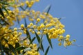 Blooming branches of yellow mimosa against blue sky
