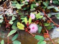 flowers mimosa pudica, sensitive plant, Touch-Me-Not plant Royalty Free Stock Photo