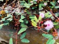 flowers mimosa pudica, sensitive plant, Touch-Me-Not plant Royalty Free Stock Photo