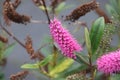 Flowers on the minor swartweed persicaria minor in Park Hitland in the Netherlands