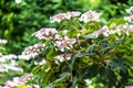 Flowers in Mirabell garden. Salzburg. Austria Royalty Free Stock Photo