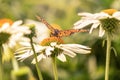 Flowers and a monarch butterfly with open wings Royalty Free Stock Photo