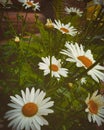 Flowers mood, blossom, summer, chamomiles Royalty Free Stock Photo