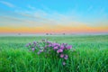 Flowers on morning field Royalty Free Stock Photo