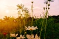 Flowers with morning light, white cosmos