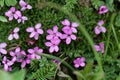 Flowers of moss campion Silene acaulis