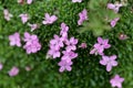 Flowers of moss campion Silene acaulis Royalty Free Stock Photo