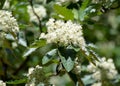 Flowers of a mountain ash Scandinavian Sorbus intermedia Ehrh. Pers