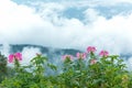Flowers on the mountain field during mist sunrise. Beautiful natural landscape in the summer time.
