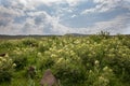 Flowers Mountain flowers wild flowers