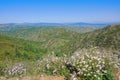 Flowers in mountains