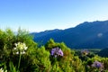 Flowers with the mountains in the background