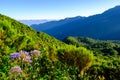 Flowers with the mountains in the background