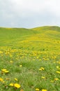 Flowers in the mountains Royalty Free Stock Photo