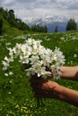 Flowers mountains caucasus Royalty Free Stock Photo