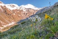 Flowers in the mountains. Elbrus region. On the background of mount Elbrus.