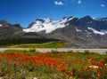 Canadian Rockies Mountain Flowers Royalty Free Stock Photo