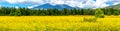 Flowers and Mountains. Mexican Sunflower Field Panorama Royalty Free Stock Photo