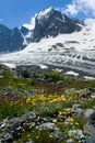 Flowers and mountains peak